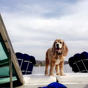 Meet your Posher, Casey